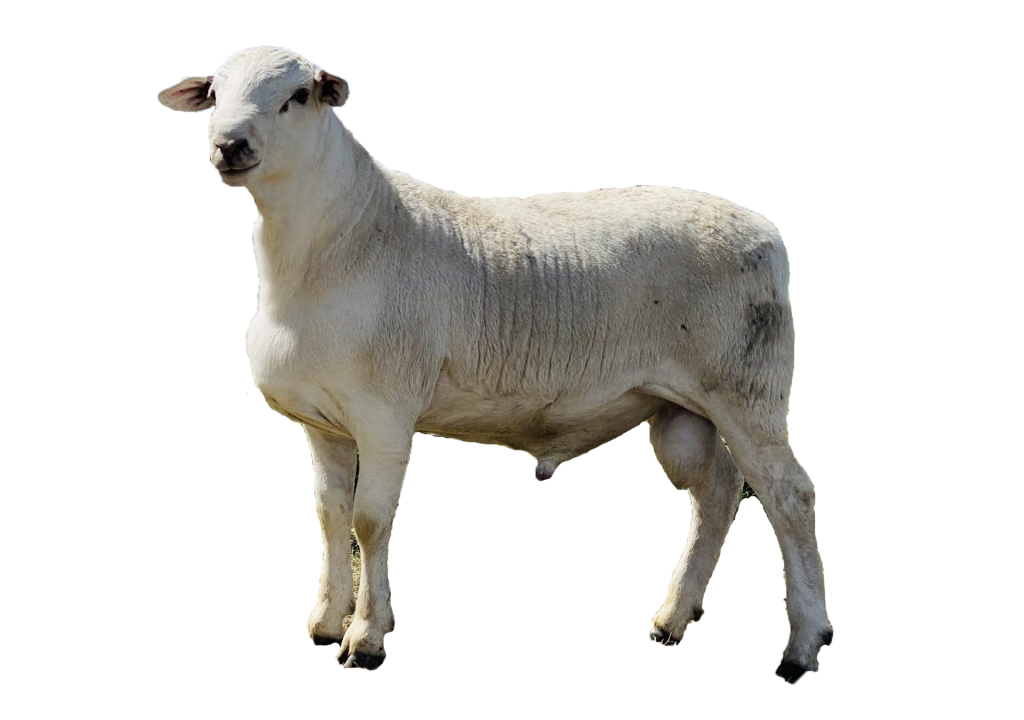 Self-Shedding Sheep Breeds 10 Australian white