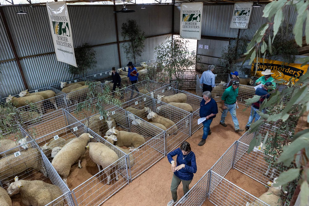 Starritt Ram Sale 29.9.2022 Media 6