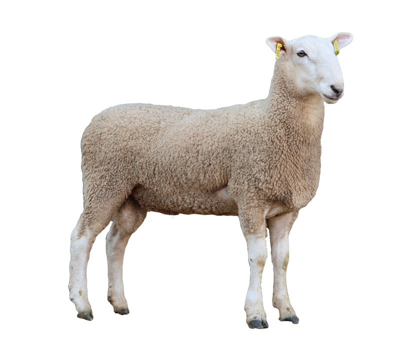 Australian Sheep Breeds for Meat Production 12 border leicester better