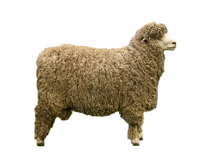 Australian Sheep Breeds for Meat Production 11 corriedale better