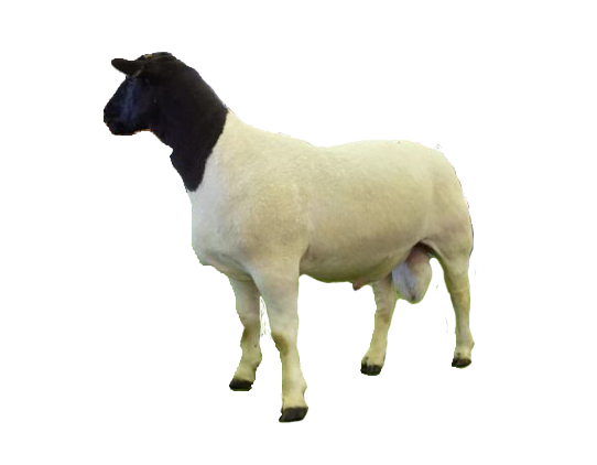 Self-Shedding Sheep Breeds 7 dorper