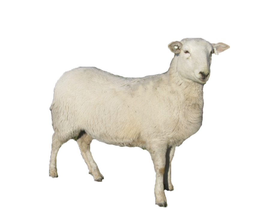 Self-Shedding Sheep Breeds 9 katahdin better