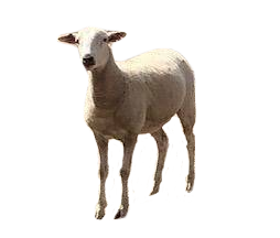 Self-Shedding Sheep Breeds 12 kojak better