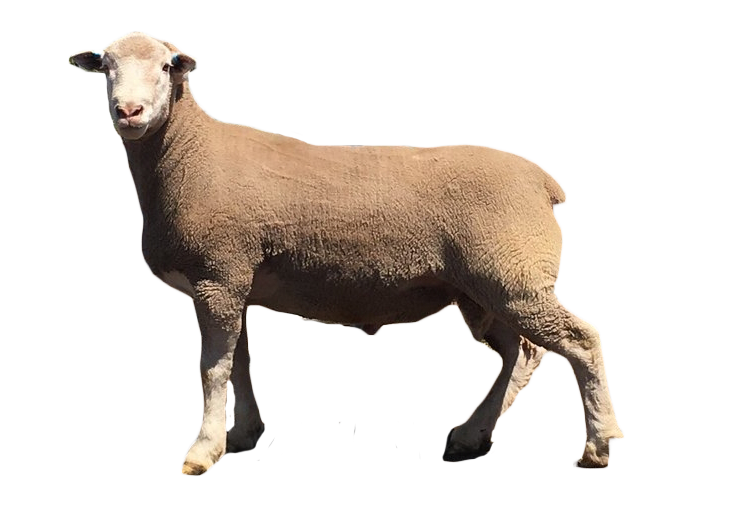 Australian Sheep Breeds for Meat Production 7 poll dorset