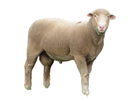 Australian Sheep Breeds for Meat Production 10 samm better