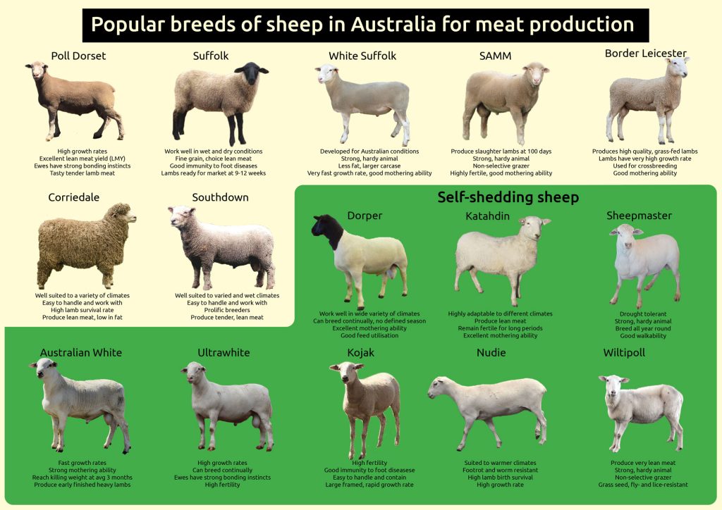 Australian Sheep Breeds for Meat Production 6 sheep breeds infographic meat