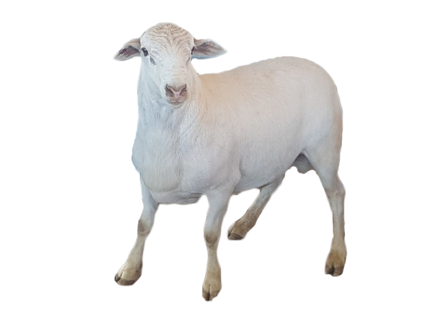 Self-Shedding Sheep Breeds 14 sheepmaster better