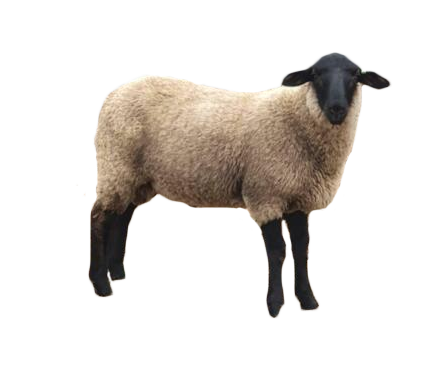 Australian Sheep Breeds for Meat Production 8 suffolk larger