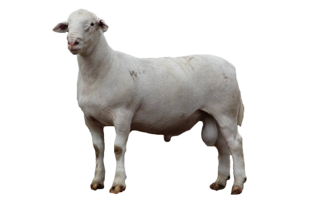 Self-Shedding Sheep Breeds 11 ultrawhite