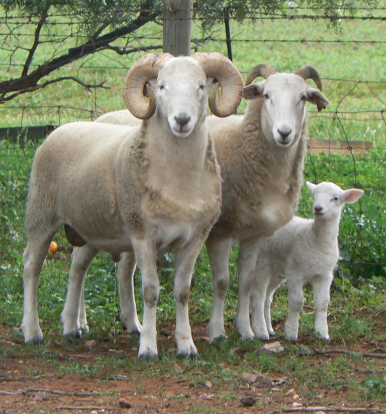 Self-Shedding Sheep Breeds 8 whiltshire horn