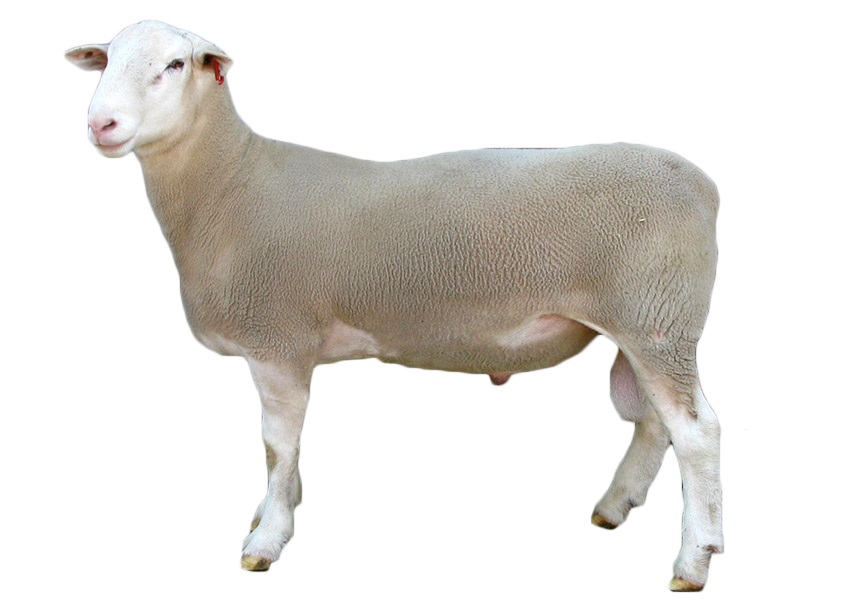 Australian Sheep Breeds for Meat Production 9 white suffolk