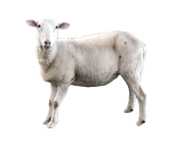 Self-Shedding Sheep Breeds 15 wiltipoll better