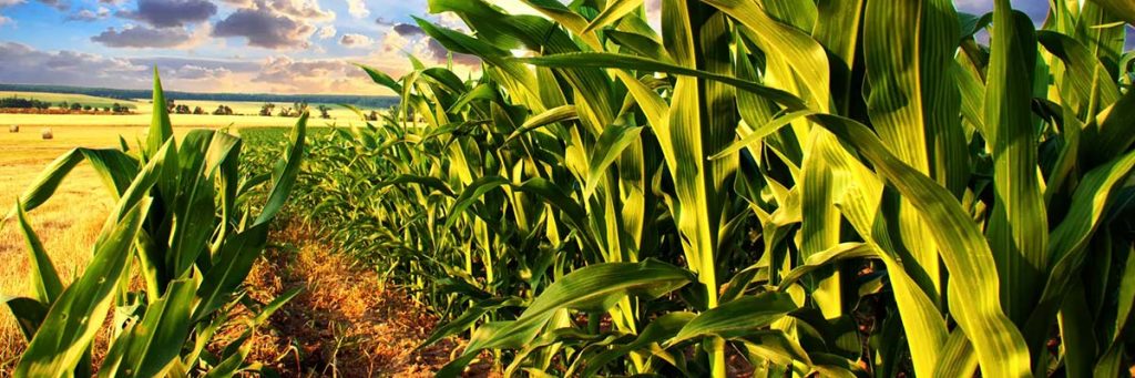 Innovative research from across the globe Nov-Dec 2023 6 6 innovative research from across the globe