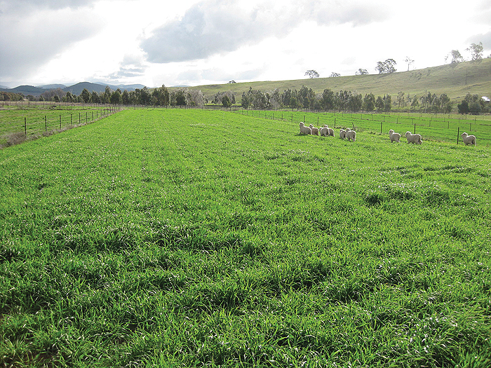 Rules of Thumb for Grazing Cereals 6 GRDC