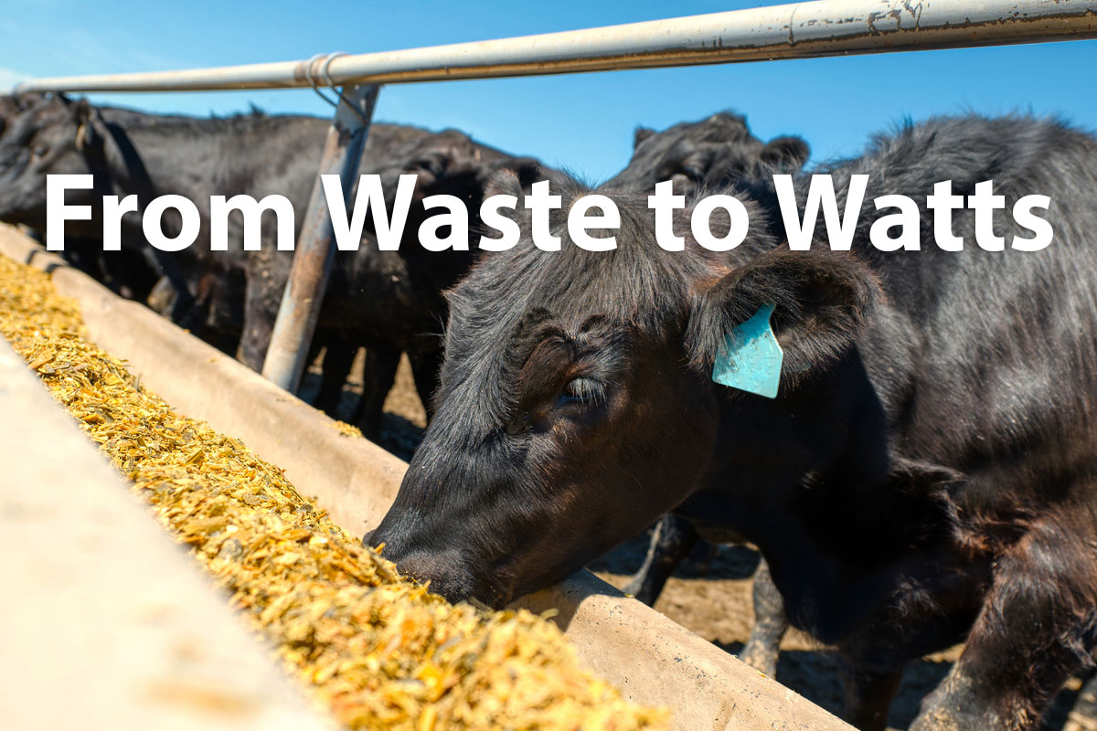 Turning Sewage Sludge into Sustainable Feed & Clean Energy