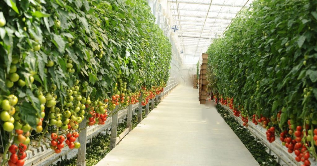 Frontiers (Horticulture) 6 12