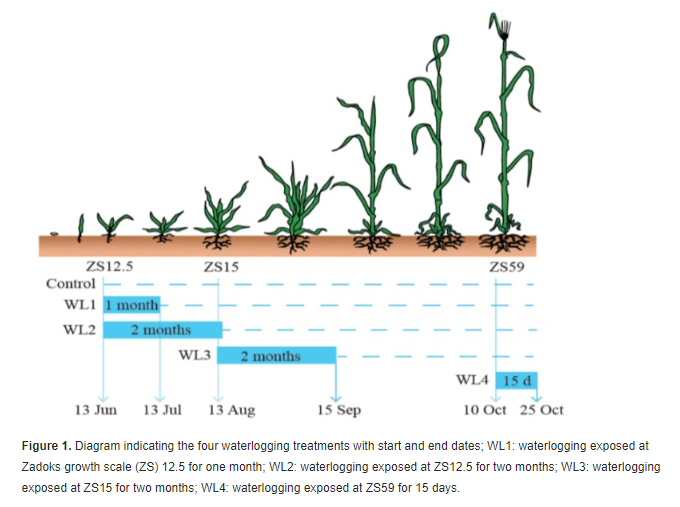 Crops That Perform Well In Waterlogged Conditions 6 Screenshot 71