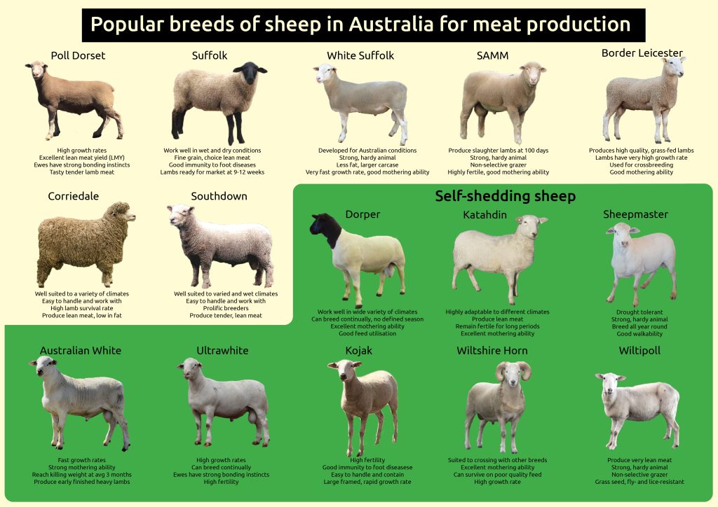 Self-Shedding Sheep Breeds 6 sheep breeds for meat production