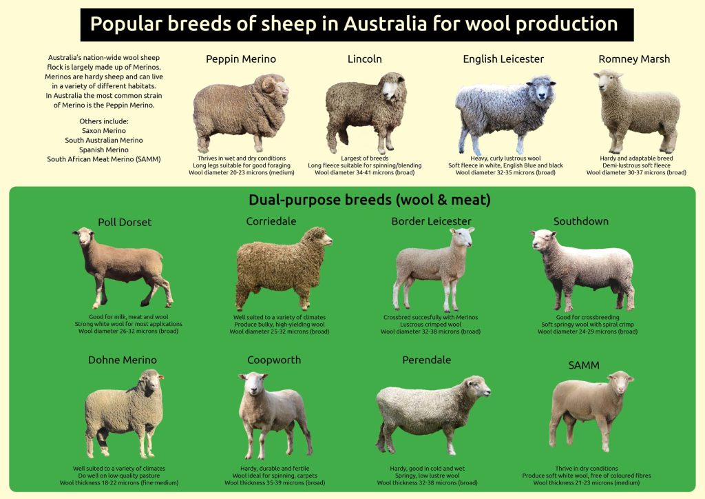 Sheep Breeds for Wool Production 6 sheep breeds infographic wool2