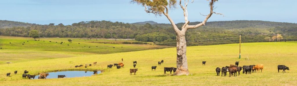 Sustainable agriculture practices in Australia 3 Grazing cattle Ag News Farm Table