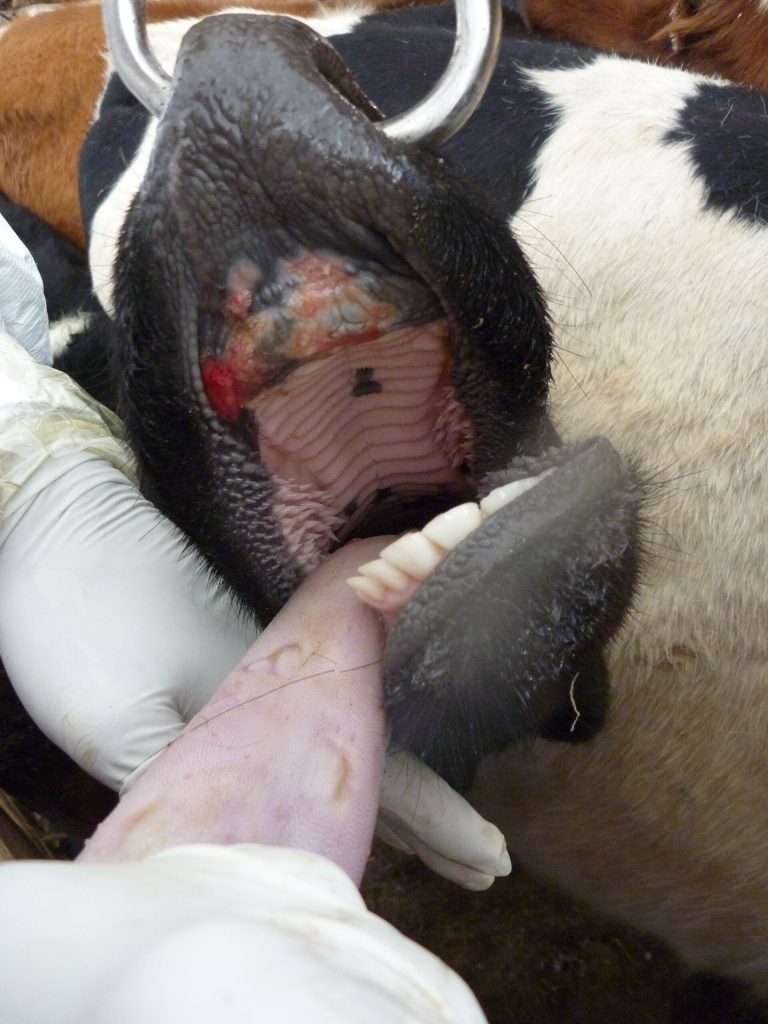 foot and mouth disease 1