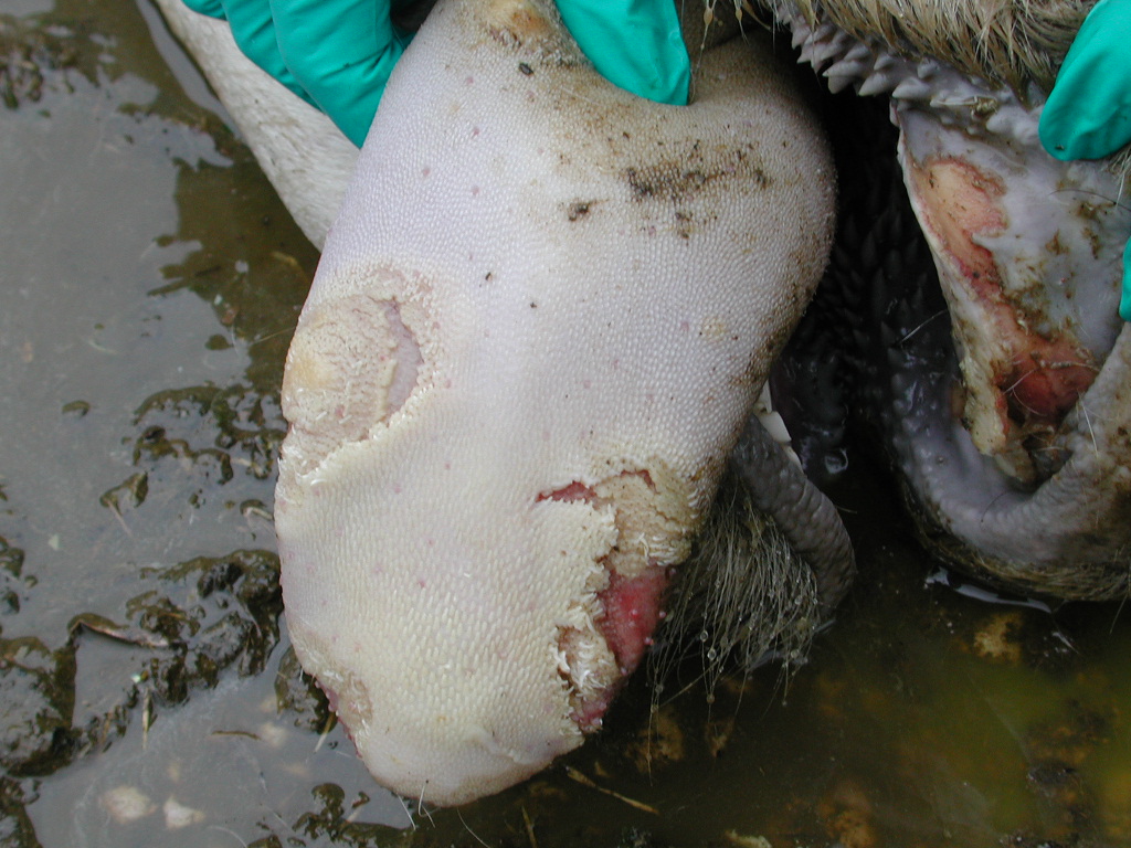 foot and mouth disease 2