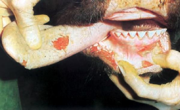 foot and mouth disease