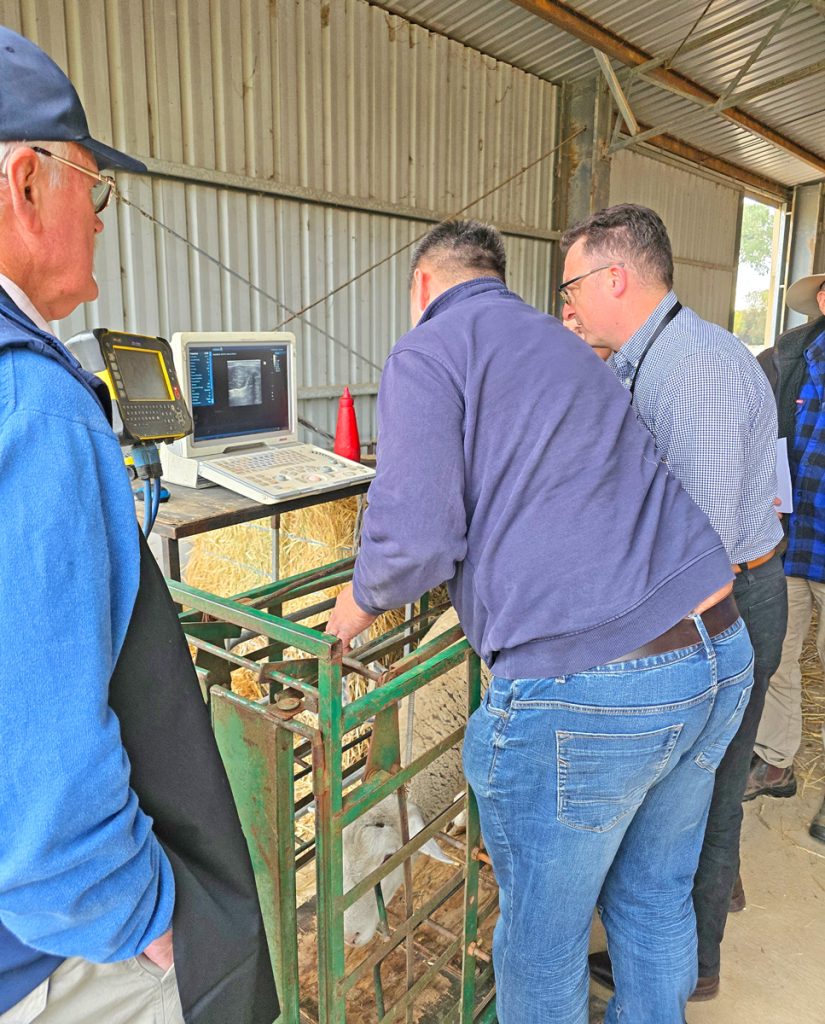 Sheep Breeders Gather in Benalla for National Education Event 2 men meeting sheep breeders