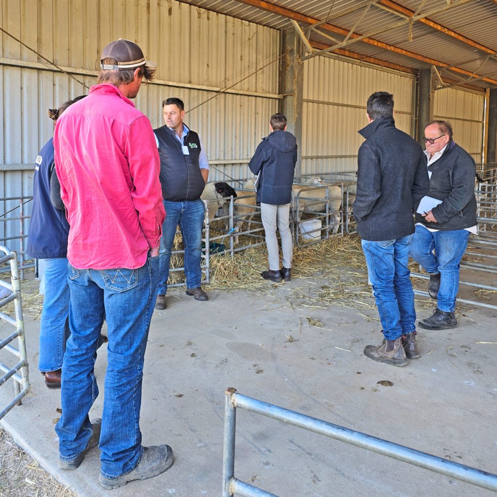 Sheep Breeders Gather in Benalla for National Education Event 3 shed talk sheep breeders