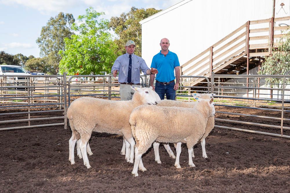 border-leicester-ram-sale-1