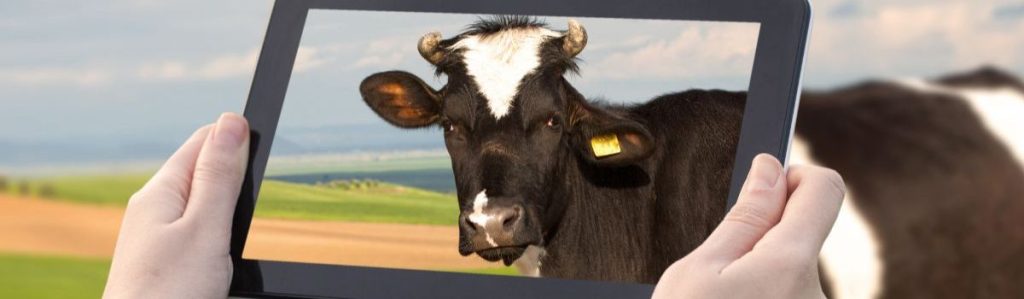 cow promote my Local Agribusiness