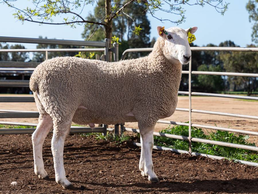 womboota sheep stud