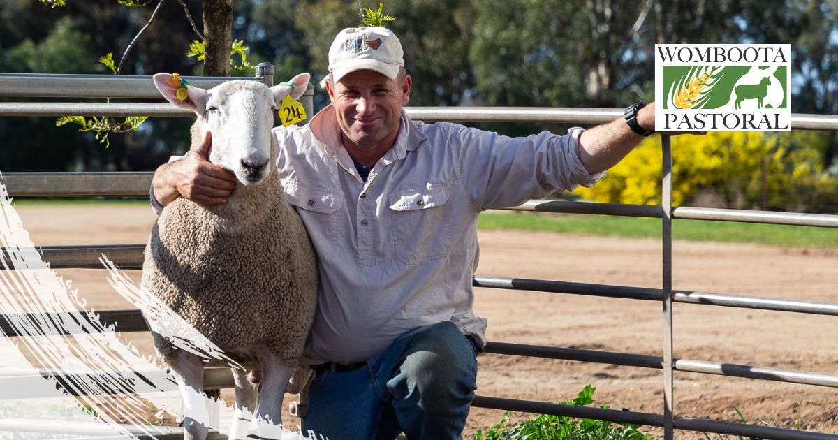 Border Leicester Ram Sale