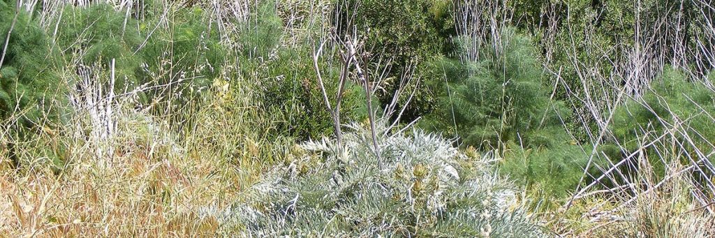 Invasive weeds in the adelaide hills