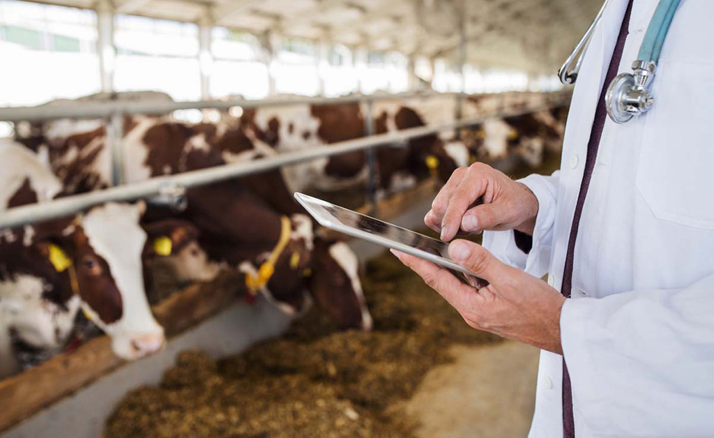 Fresian cows with veterinarian