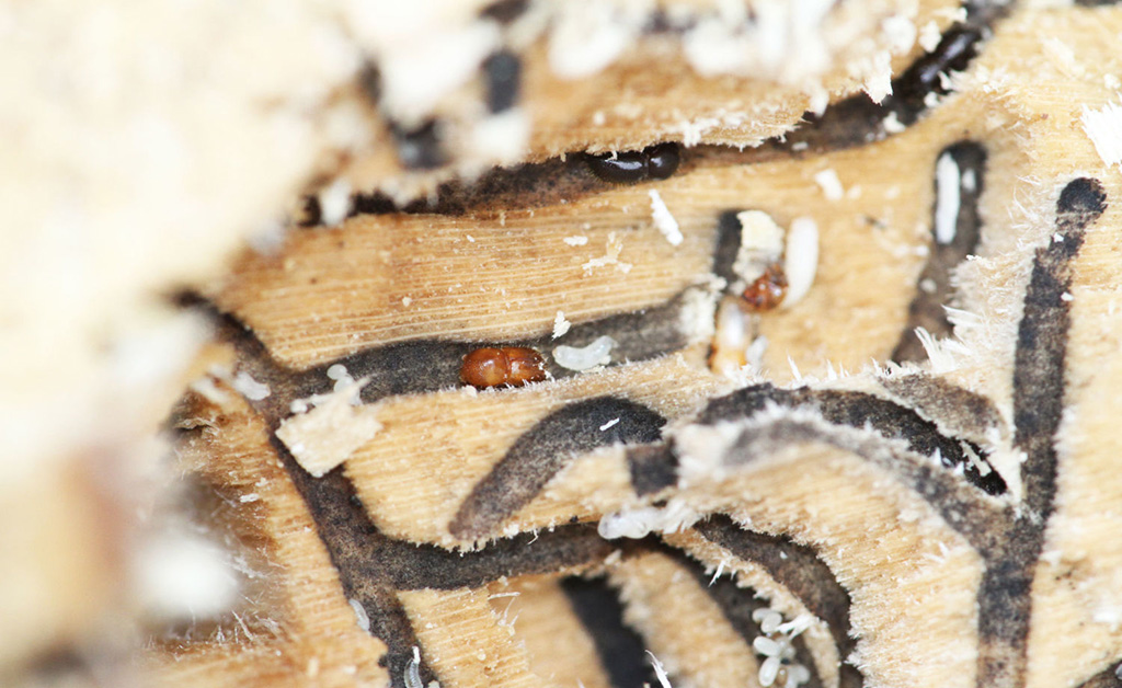 the damage done by Shot Hole Borer