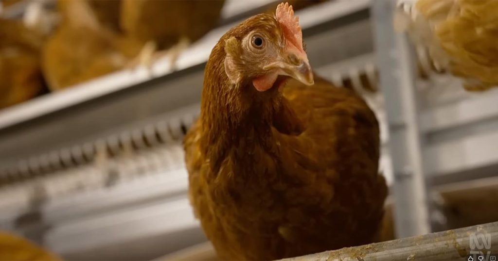 avian flu landline farm table