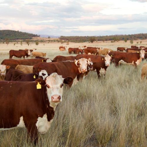 Australian Scientists Develop Revolutionary mRNA Vaccine to Protect Cattle from Foot and Mouth Disease